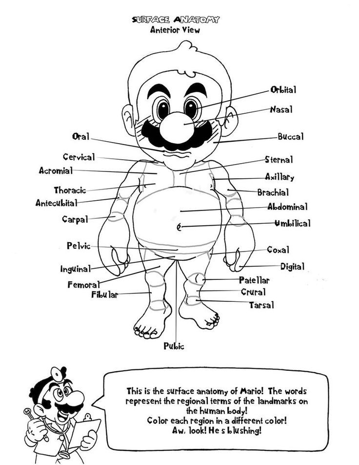 Anatomy Coloring Pages Free | HOME SCHOOL- Human Anatomy ...