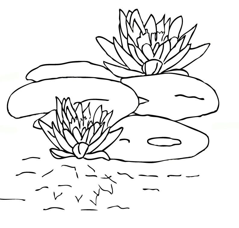 Free Printable Lily Pad Coloring Pages For Kids