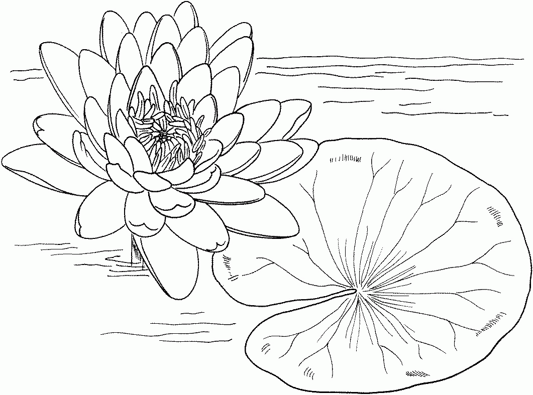 Printable Lily Pad Coloring Pages | Coloring Me