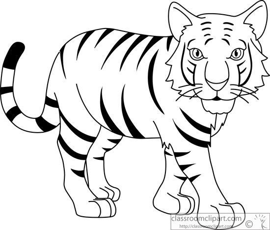 Bengal tiger, Tigers and Black white