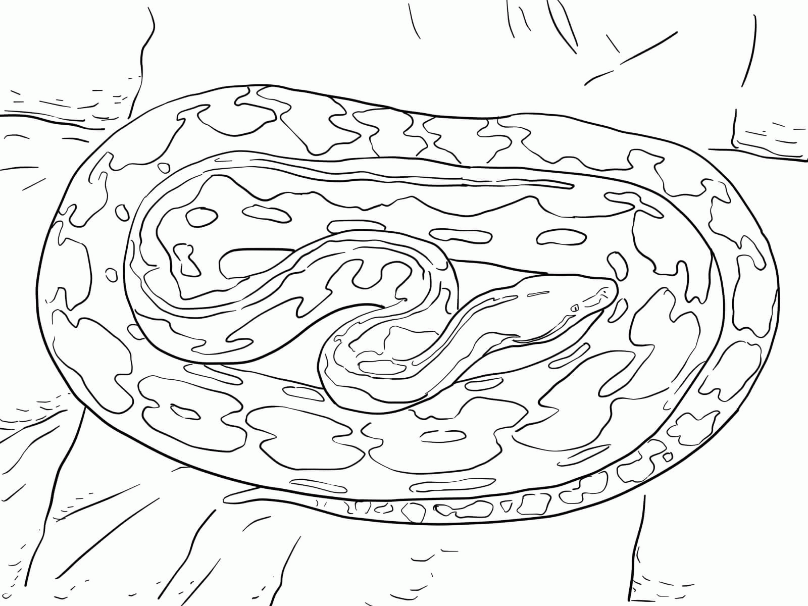 Python Coloring Pages