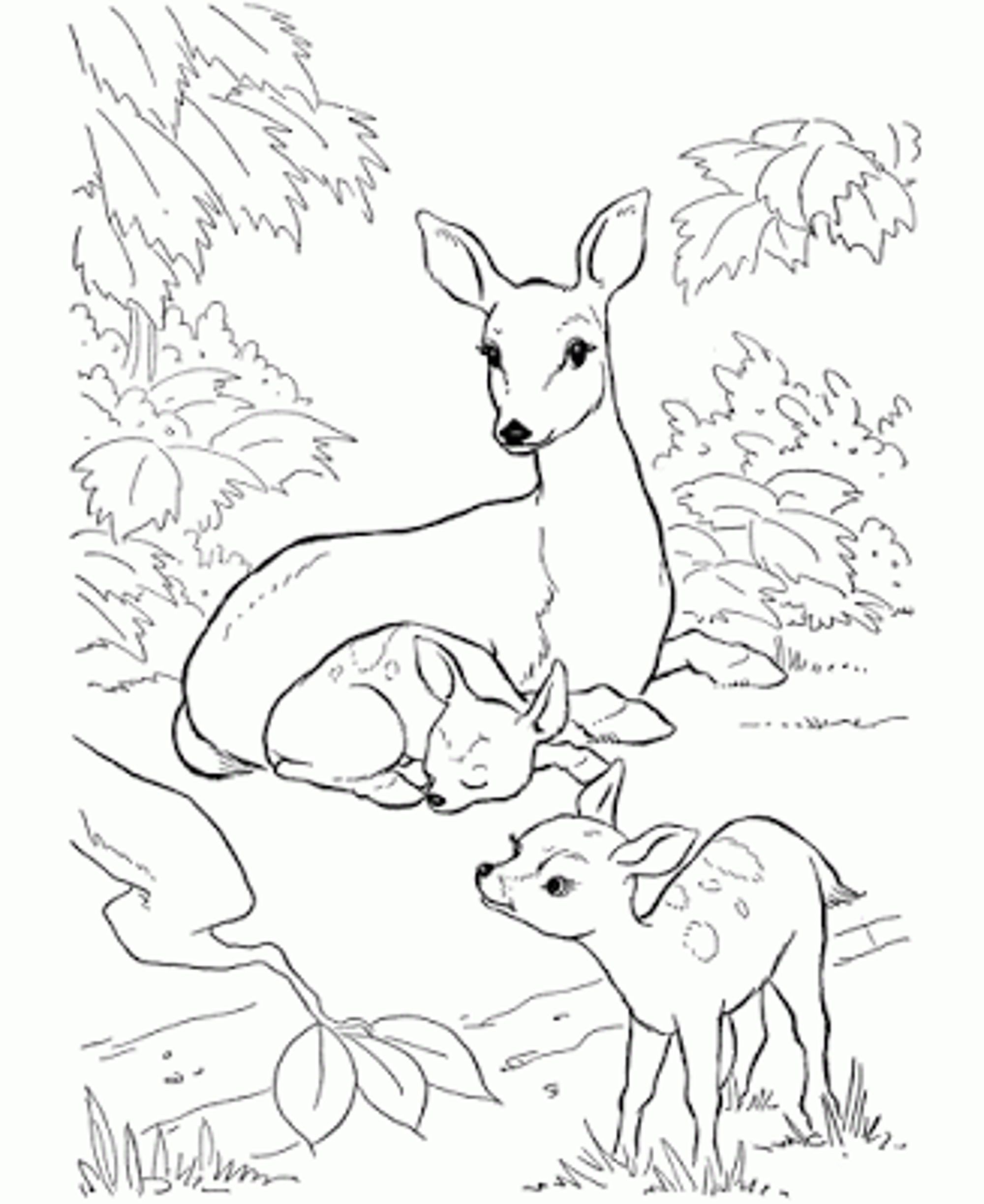 baby deer coloring pages - Printable Kids Colouring Pages