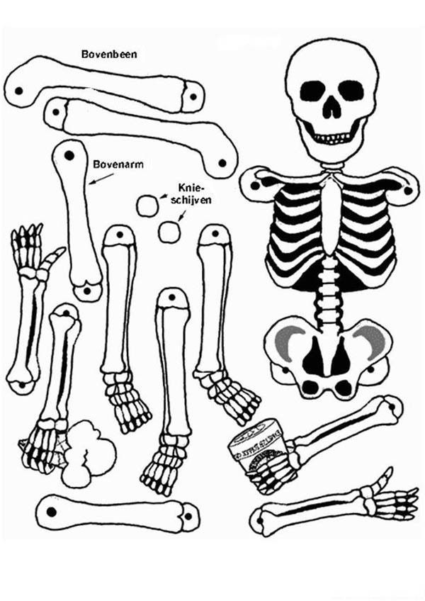 Label Of Human Skeleton In Human Anatomy Coloring Pages Bulk Color ...