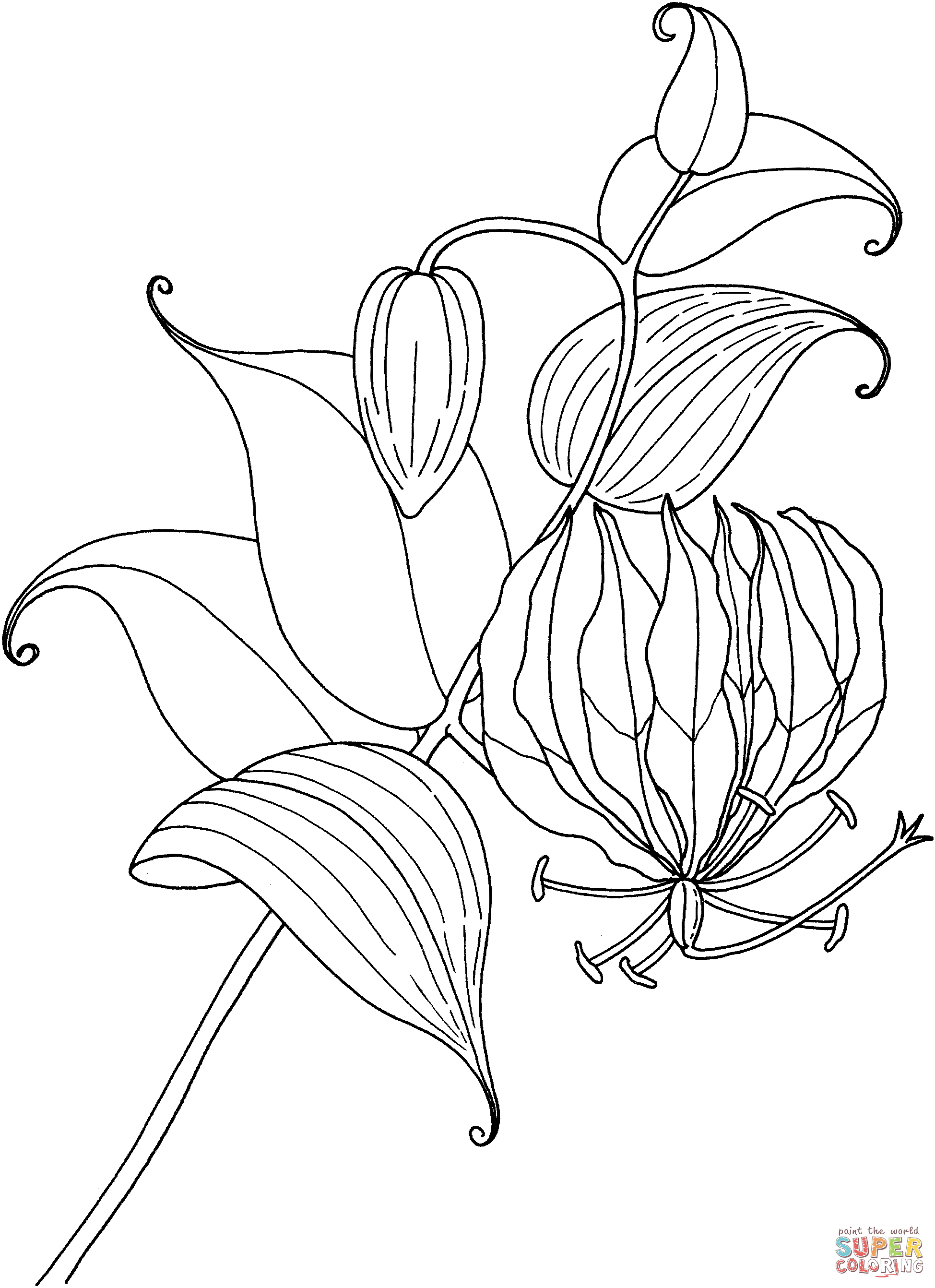 Lilies coloring pages | Free Coloring Pages
