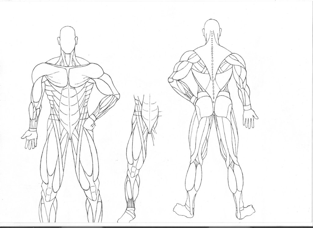 Muscular System Coloring Page