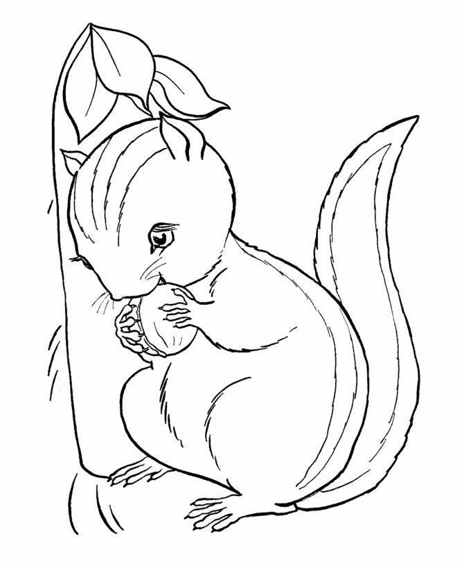 Chipmunk coloring pages to download and print for free