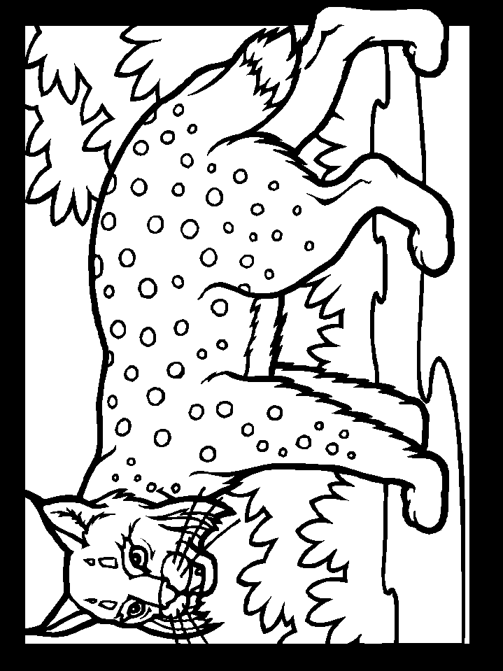 Color Lynx Animals Coloring Pages & Coloring Book