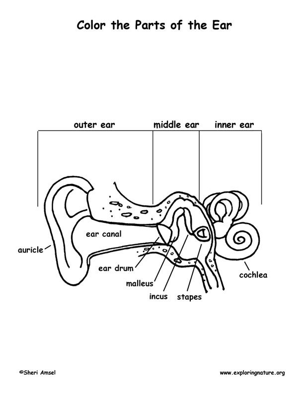 Anatomy Ear Coloring Page - Сoloring Pages For All Ages