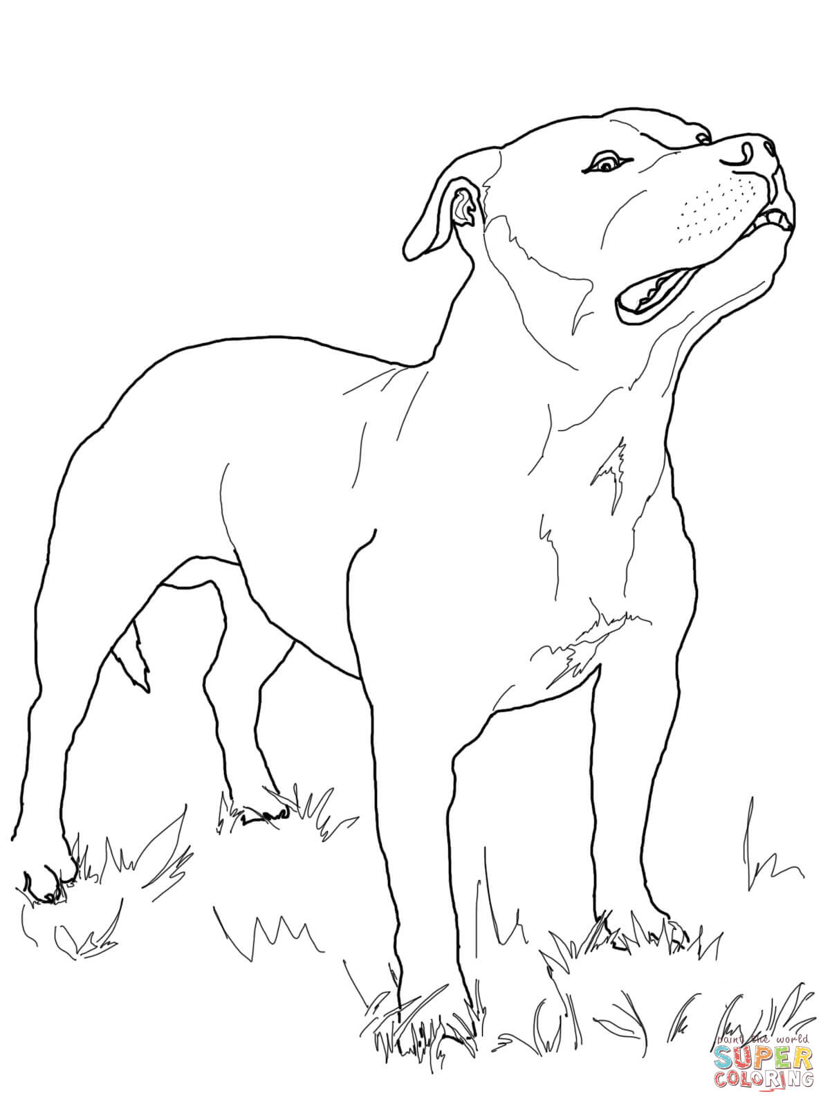Staffordshire Bull Terrier Coloring Online. Bull Coloring Pages ...