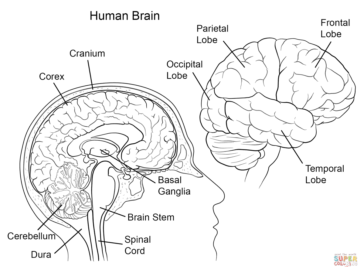 Human Brain Anatomy coloring page | Free Printable Coloring Pages