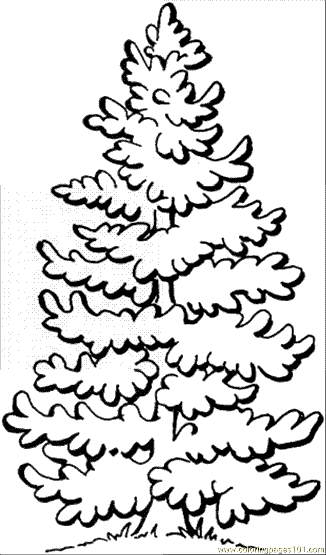 Coloring Pages Pine Tree 1 (Natural World > Trees) - free