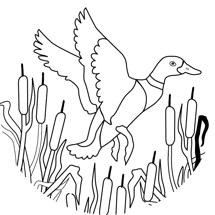 Flying Duck Coloring Pages Free For Print: Flying Duck Coloring