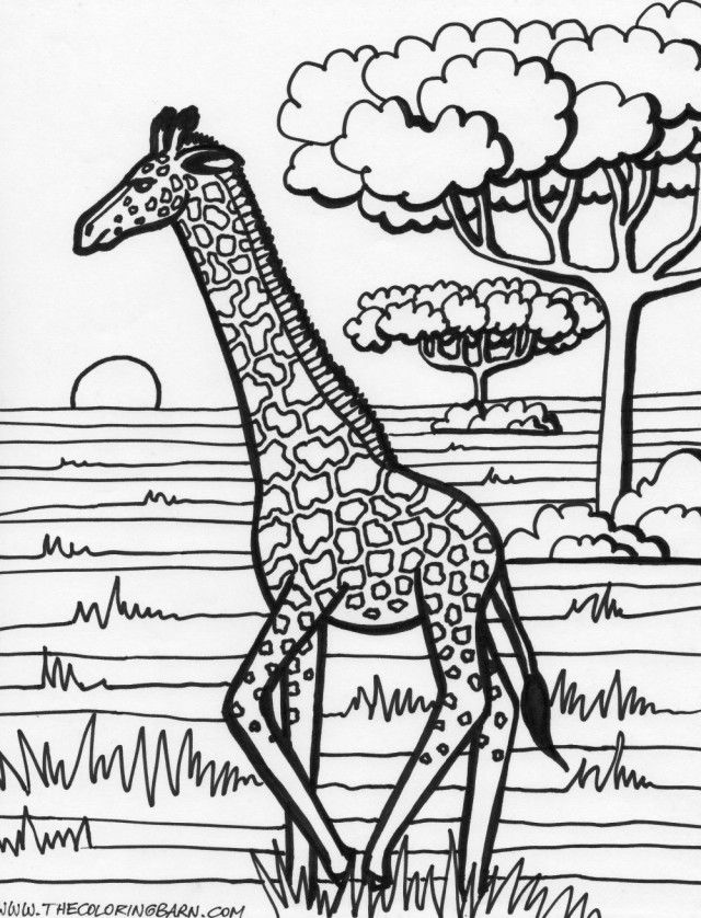 Zebra And Giraffe Coloring Pages Printable Coloring Sheet 190608