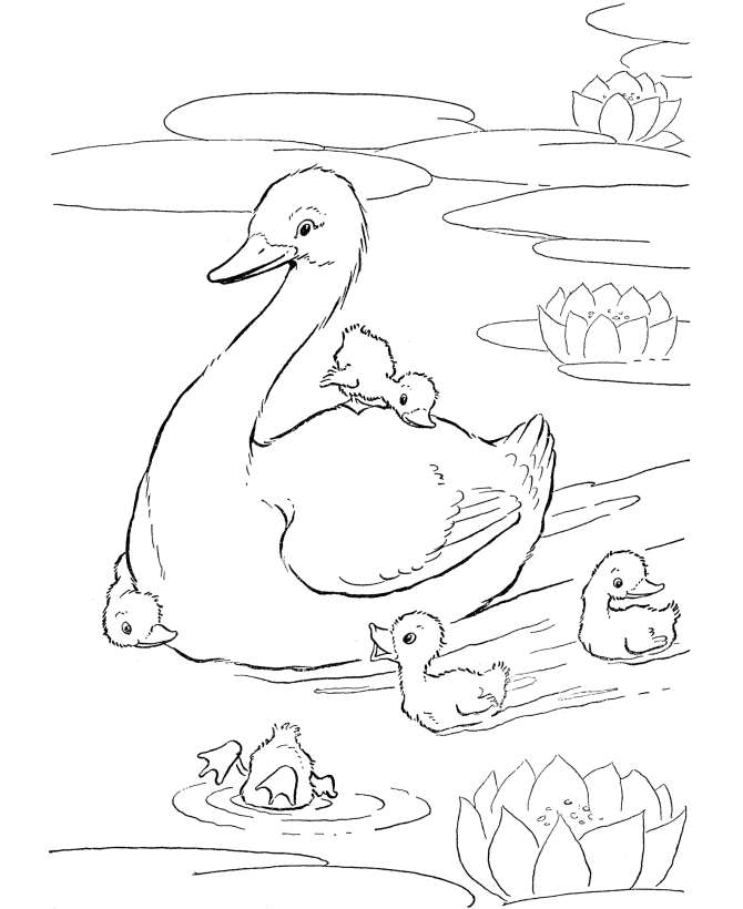 Coloring Duck Pages - Free Printable Coloring Pages | Free