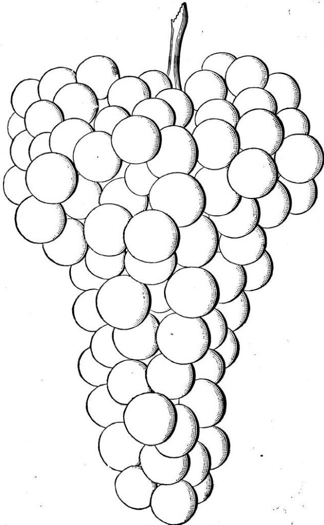 Free Coloring The Grapes For Kids : New Coloring Pages