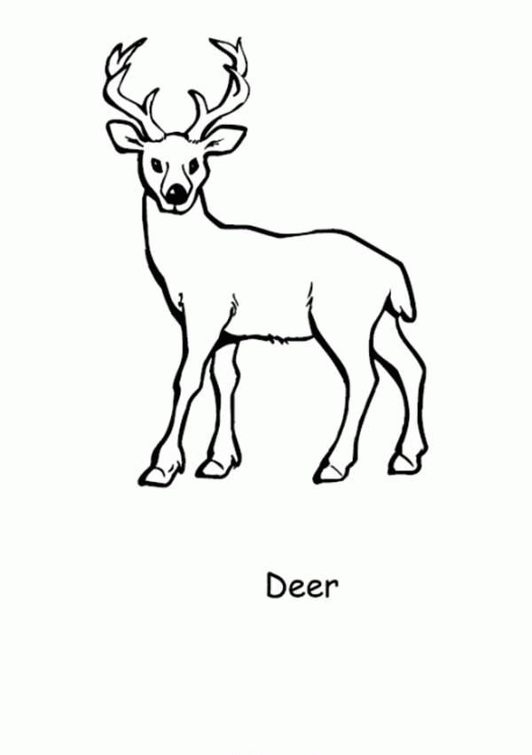 Red deer coloring pages download and print for free