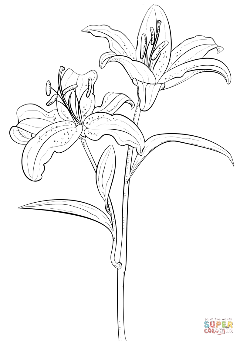 Tiger Lily Flower Coloring Pages to Print - Coloring For ...