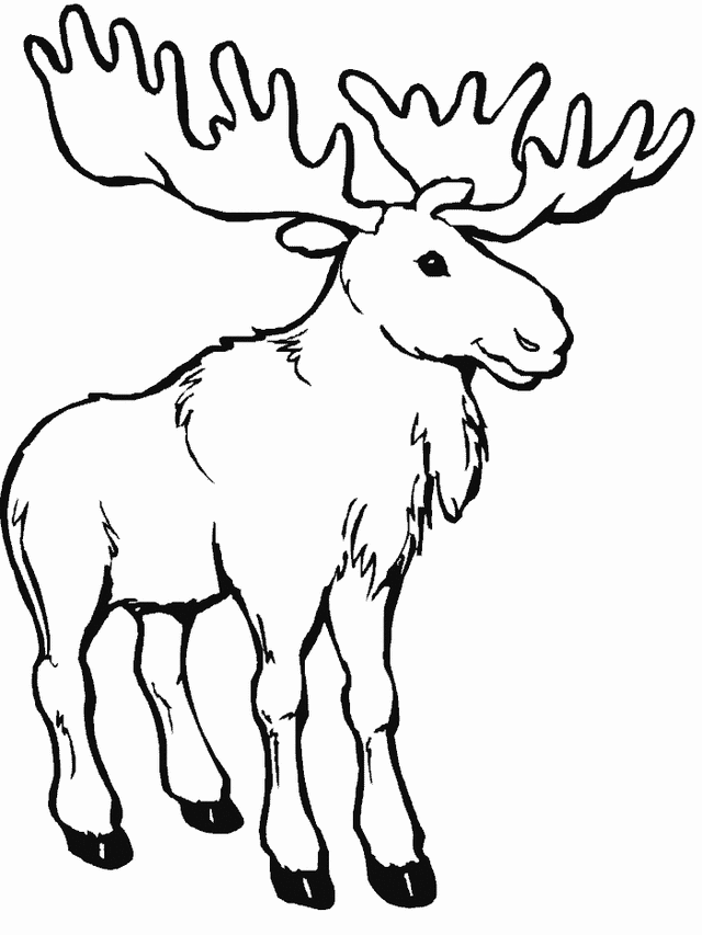 Moose coloring page - Free Printable Coloring Pages