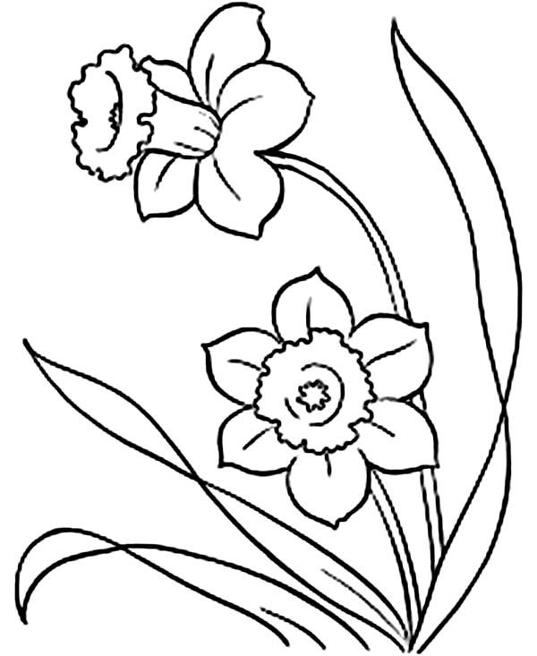 Daffodil Coloring Pages - Free Coloring Pages | Spring coloring ...