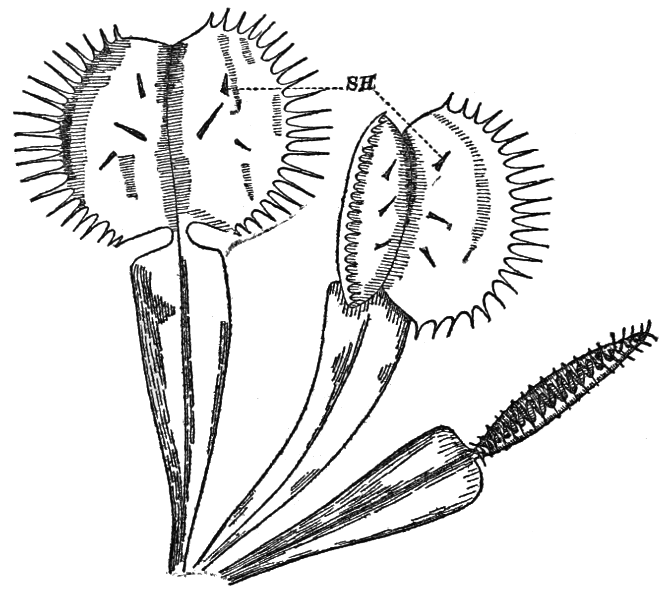 File:PSM V85 D032 Venus flytrap dionaea muscipula - Wikimedia ...