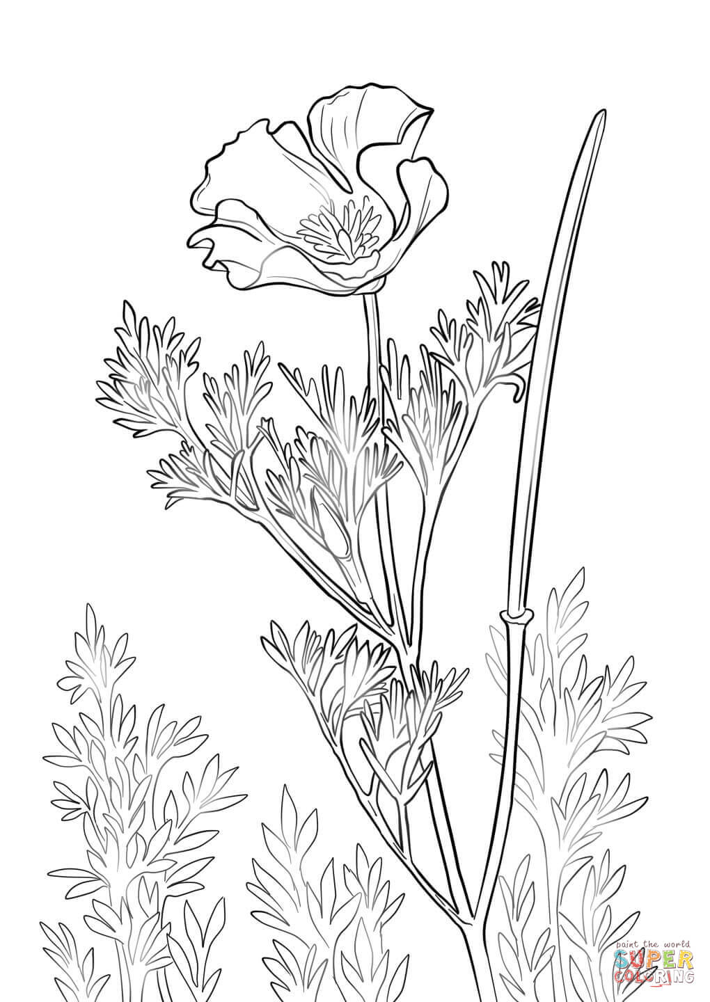 California Poppy coloring page | Free Printable Coloring Pages