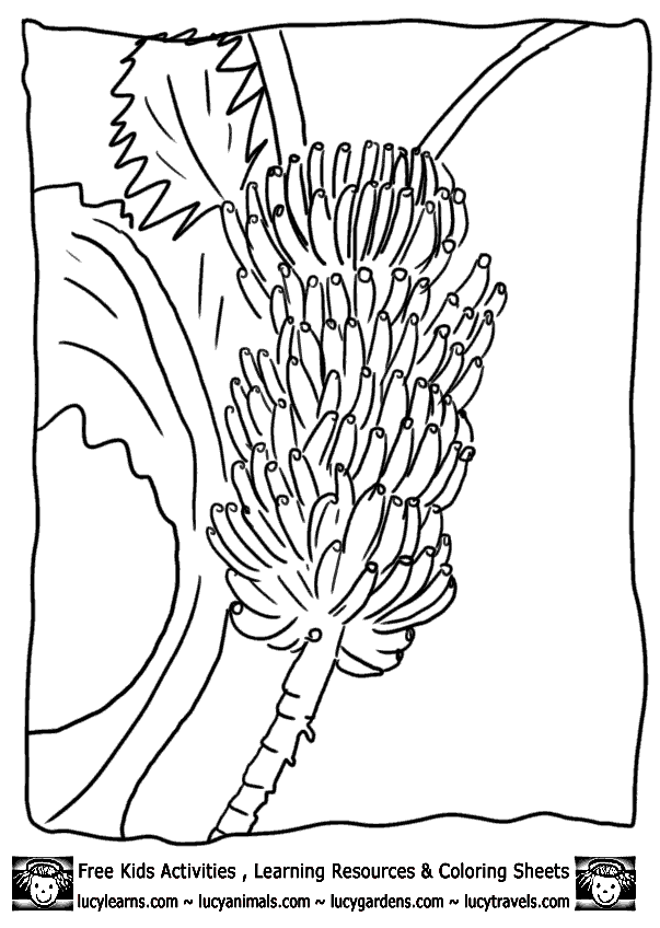 Printable Fruit Coloring Pages Bananas, Fruit Coloring Pages of