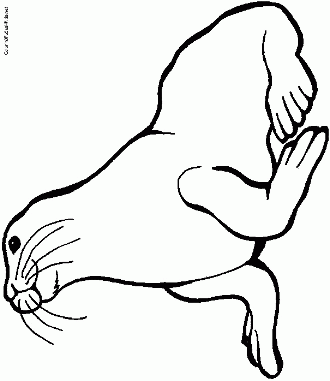 Seal Coloring Pages | Coloring Pages For Kids
