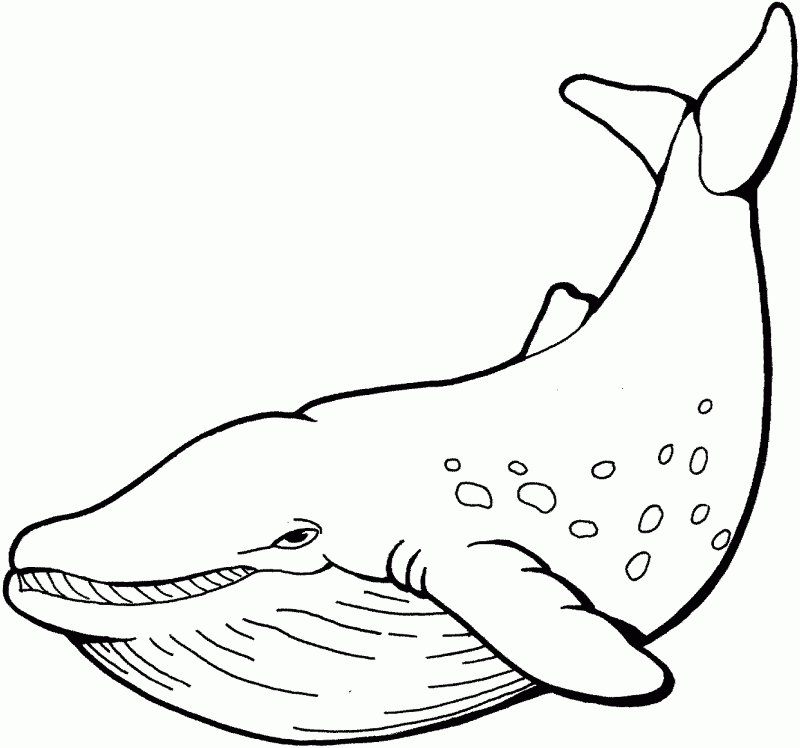 Blue Whale Pictures To Print - HD Printable Coloring Pages