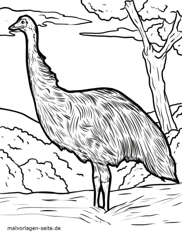 Coloring page Emu Animals - free coloring pages