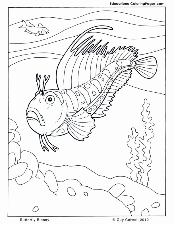 sea turtle coloring pages | Animal Coloring Pages for Kids