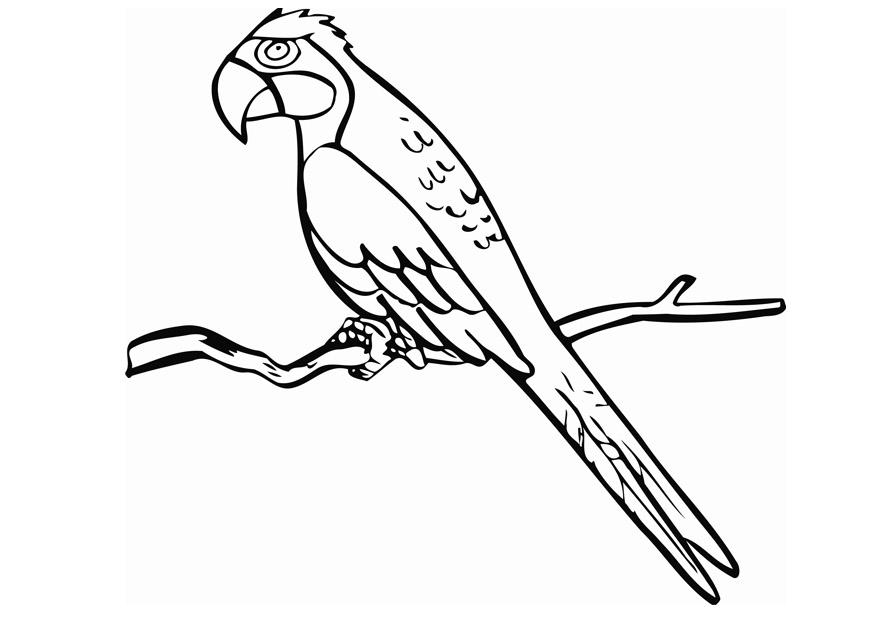 Parrot Coloring Pages - Free Coloring Pages For KidsFree Coloring