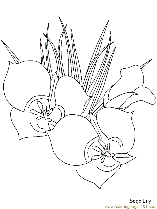 realistic flowers Colouring Pages (page 3)
