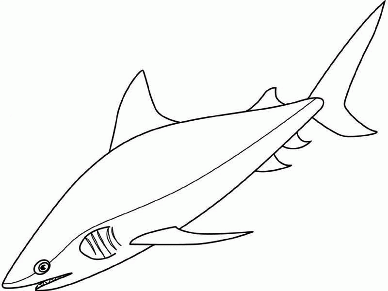 A Realistic Drawing of Bull Shark Coloring Page: A Realistic