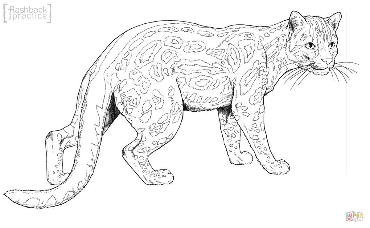 Margay Cat coloring page | Free Printable Coloring Pages