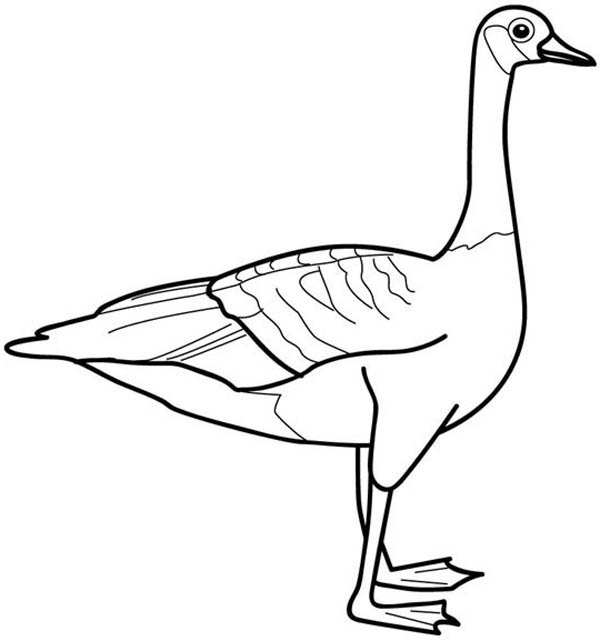 Picture of Goose Coloring Page - NetArt