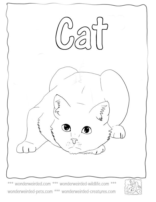 Cat Coloring Page,Echo