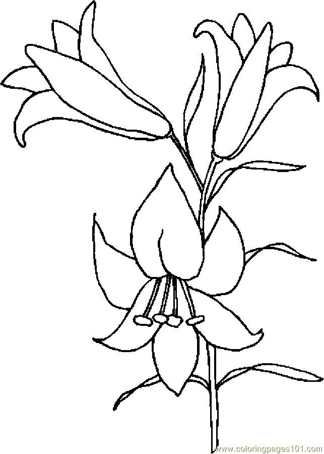 Lily Flower Coloring Pages | Cooloring.com