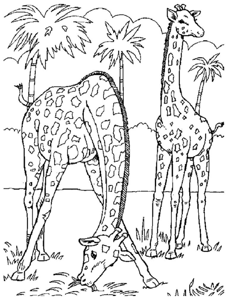 Free Coloring Pages Animals Realistic - High Quality Coloring Pages