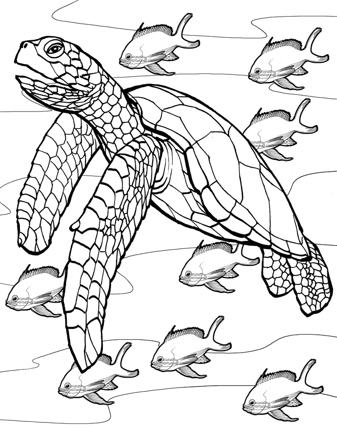 real turtle Colouring Pages