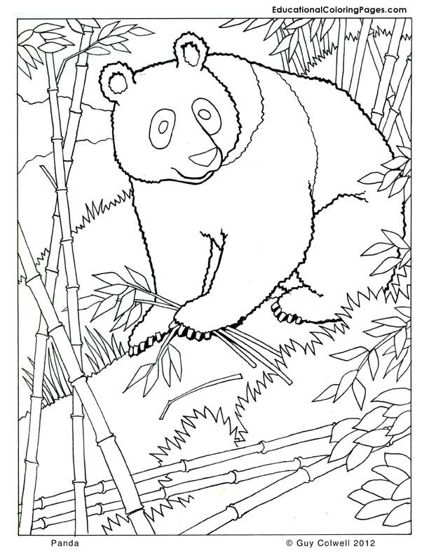 panda coloring | Animal Coloring Pages for Kids