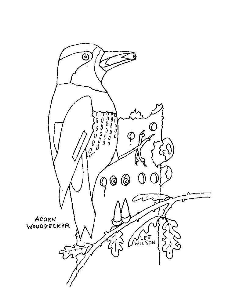 Acorn Woodpecker coloring page