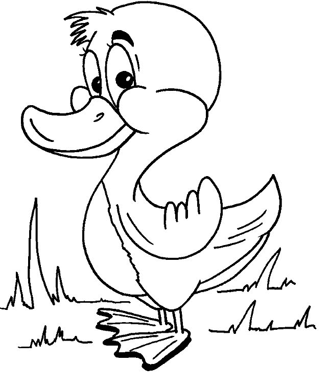 Coloring Page - Duck coloring pages 1