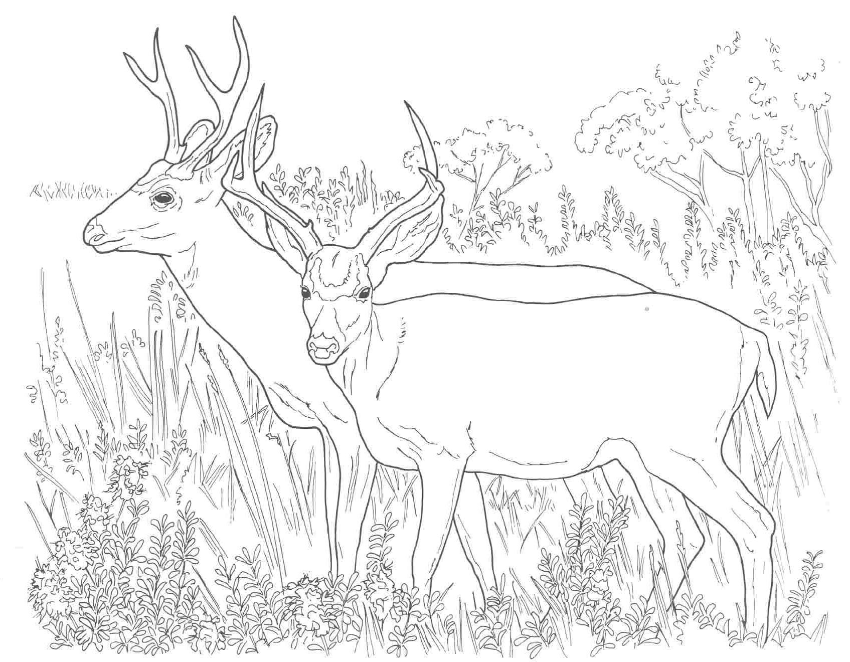 White Tailed Deer Coloring Page - Coloring Pages for Kids and for ...