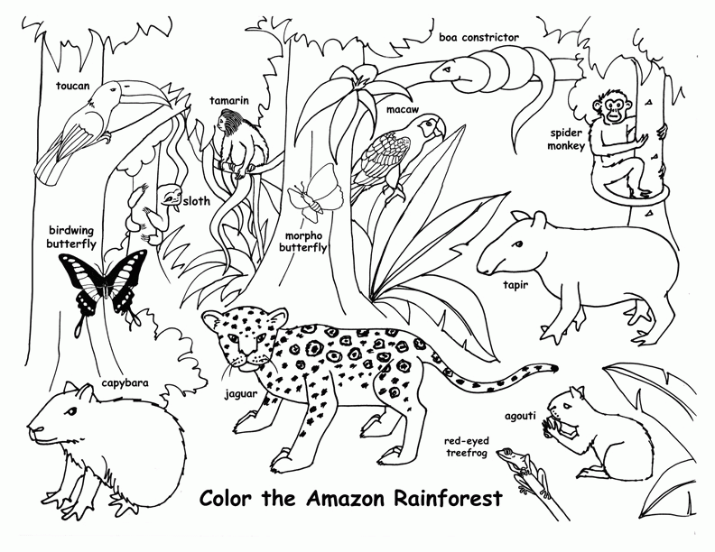 Rainforest (Amazon) Coloring Page