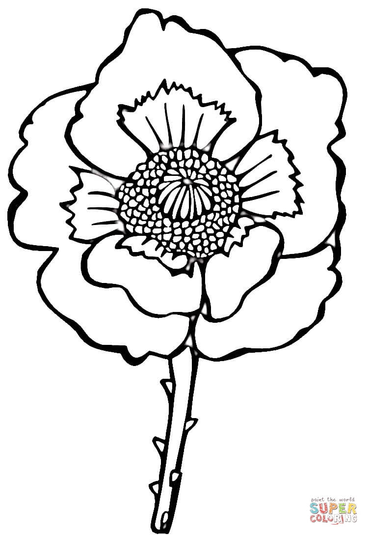 Flower Poppy coloring page | Free Printable Coloring Pages