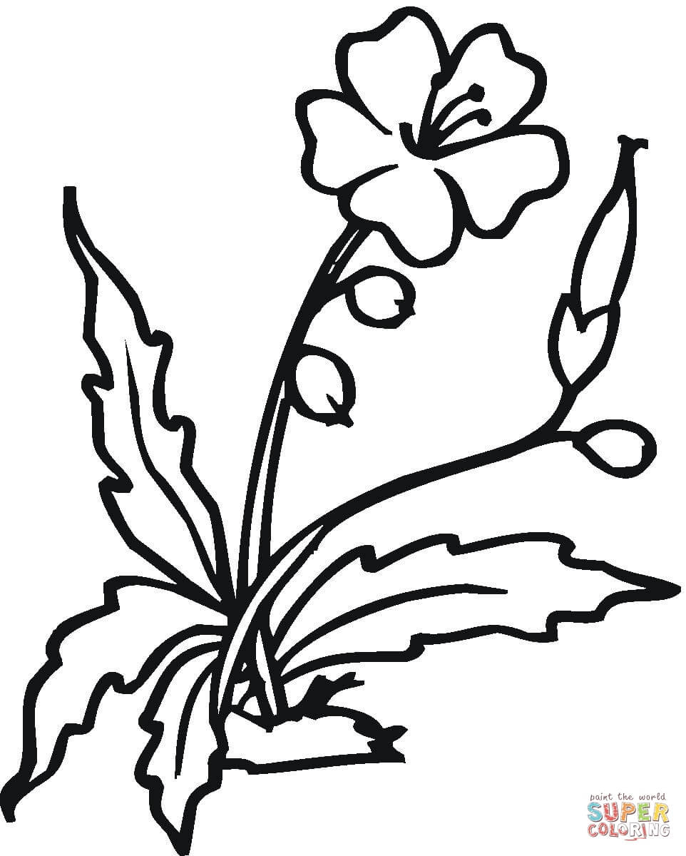 Hibiscus coloring page | Free Printable Coloring Pages