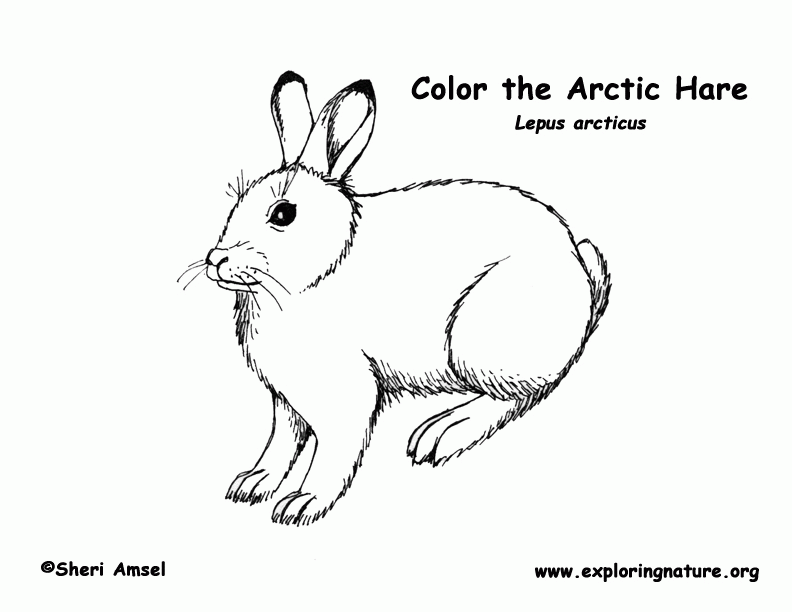 12 Pics of Detailed Coloring Pages Arctic Animals - Arctic Animals ...