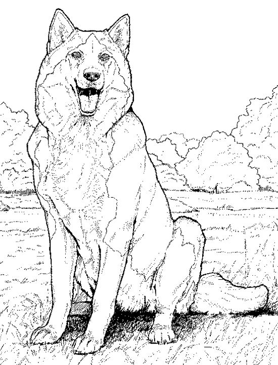 Realistic Coloring Pages | Only Coloring Pages