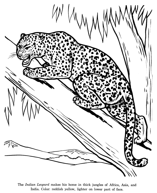 Animal Drawings Coloring Pages | Indian Leopard animal ...