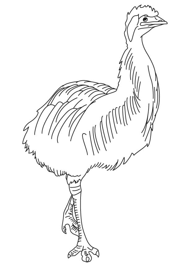 Largest bird emu coloring page | Download Free Largest bird emu coloring  page for kids | Best Coloring Pages
